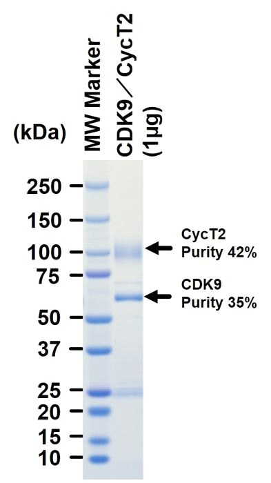 The purity was assessed by SDS-PAGE/CBB staining.